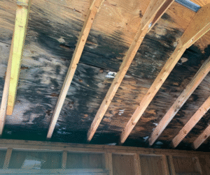 mold on a roof in NJ