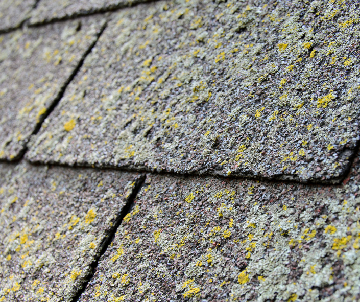 roof algae formation